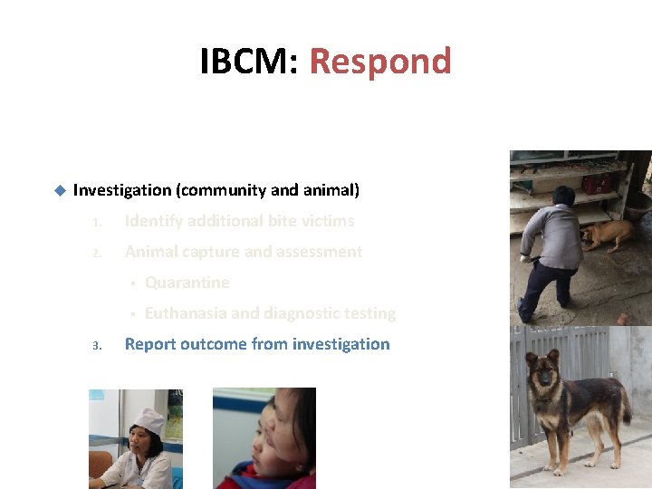 IBCM: Respond Investigation (community and animal) 1. Identify additional bite victims 2. Animal capture