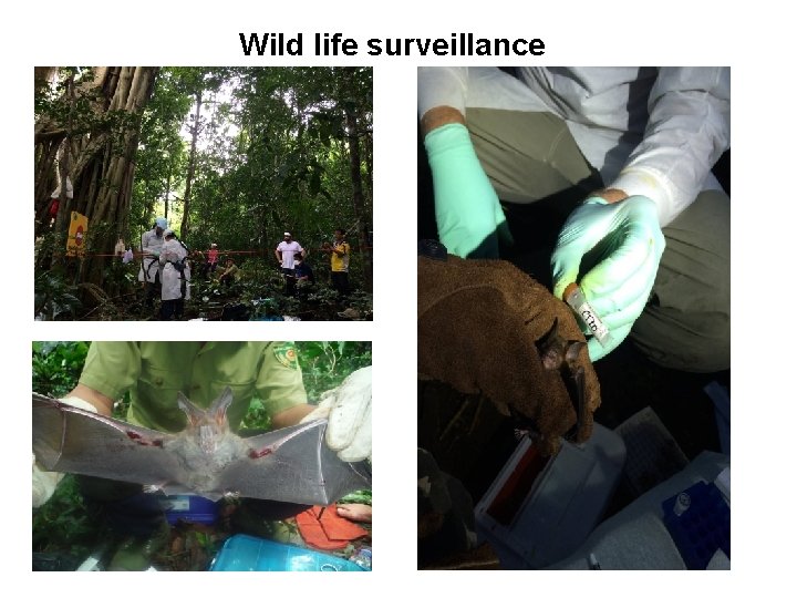 Wild life surveillance 
