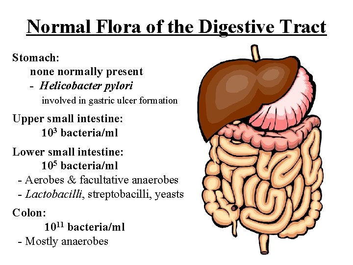 Normal Flora of the Digestive Tract Stomach: none normally present - Helicobacter pylori involved