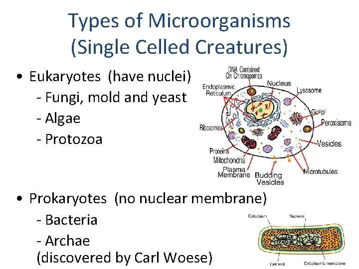 Types of Microorganisms (Single Celled Creatures) • Eukaryotes (have nuclei) - Fungi, mold and