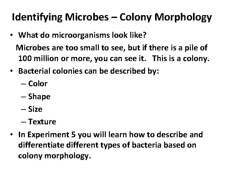 Identifying Microbes – Colony Morphology • What do microorganisms look like? Microbes are too