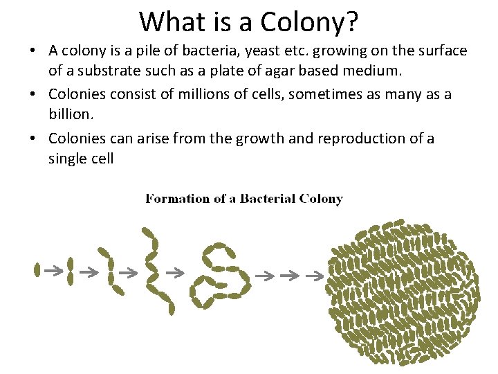 What is a Colony? • A colony is a pile of bacteria, yeast etc.