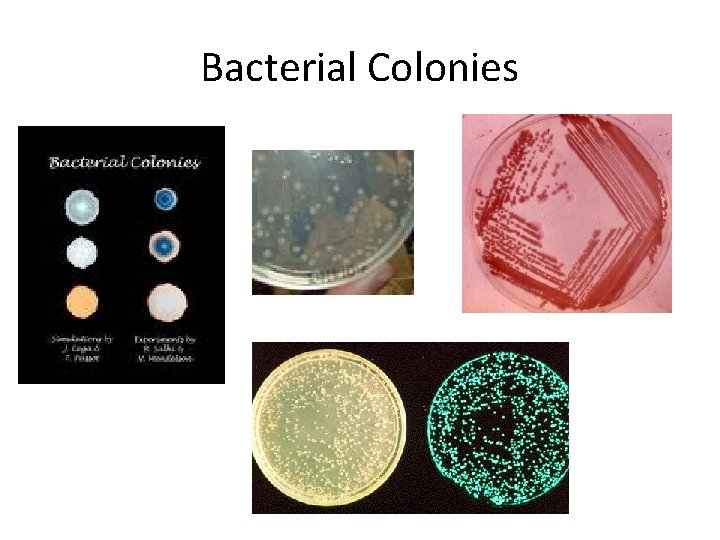 Bacterial Colonies 