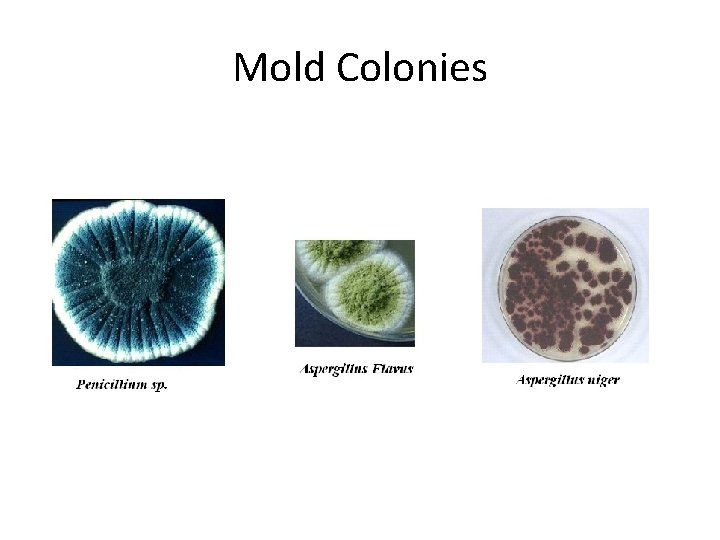 Mold Colonies 