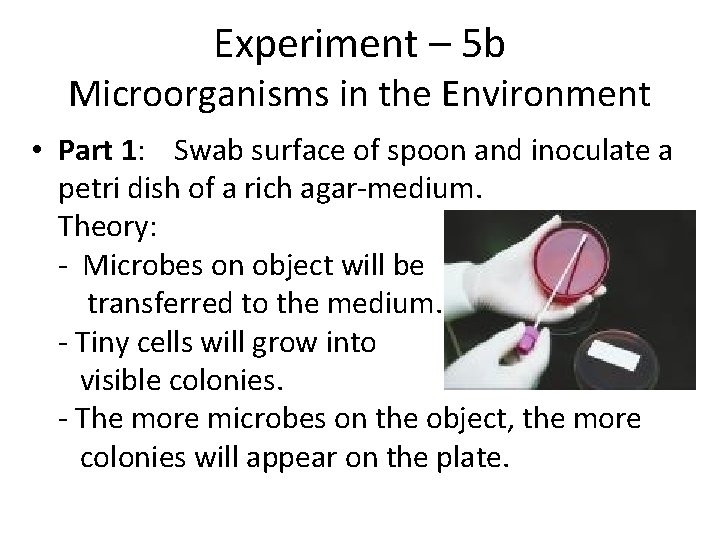 Experiment – 5 b Microorganisms in the Environment • Part 1: Swab surface of