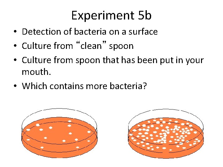 Experiment 5 b • Detection of bacteria on a surface • Culture from “clean”