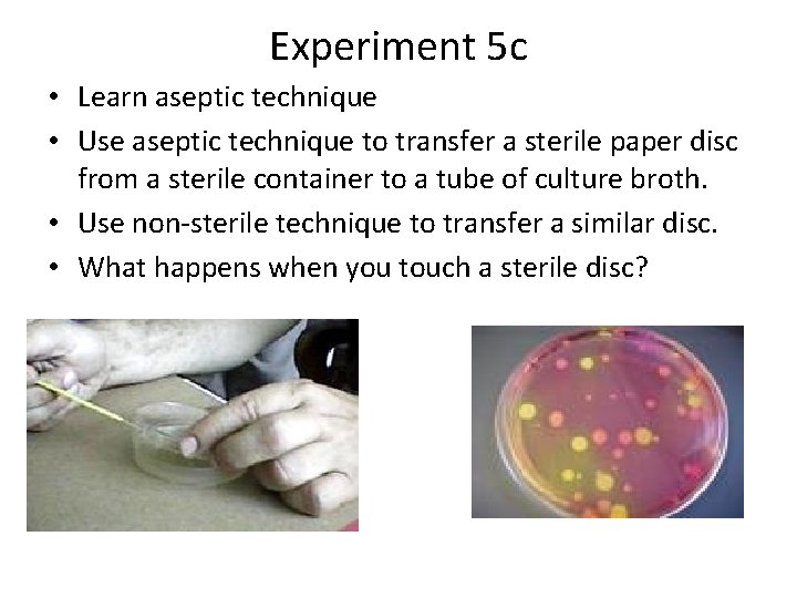 Experiment 5 c • Learn aseptic technique • Use aseptic technique to transfer a
