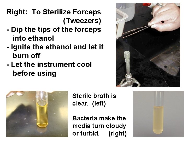 Right: To Sterilize Forceps (Tweezers) - Dip the tips of the forceps into ethanol