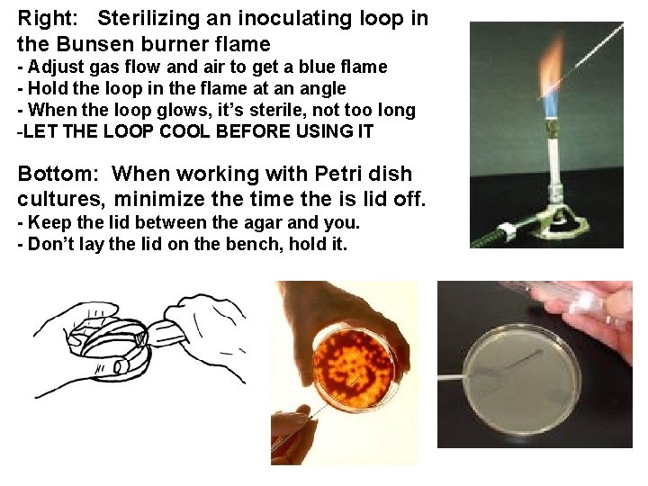 Right: Sterilizing an inoculating loop in the Bunsen burner flame - Adjust gas flow