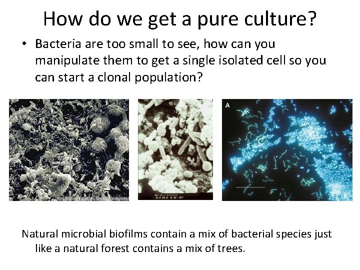 How do we get a pure culture? • Bacteria are too small to see,