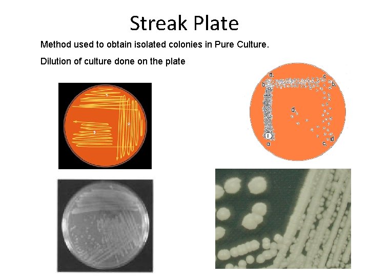 Streak Plate Method used to obtain isolated colonies in Pure Culture. Dilution of culture