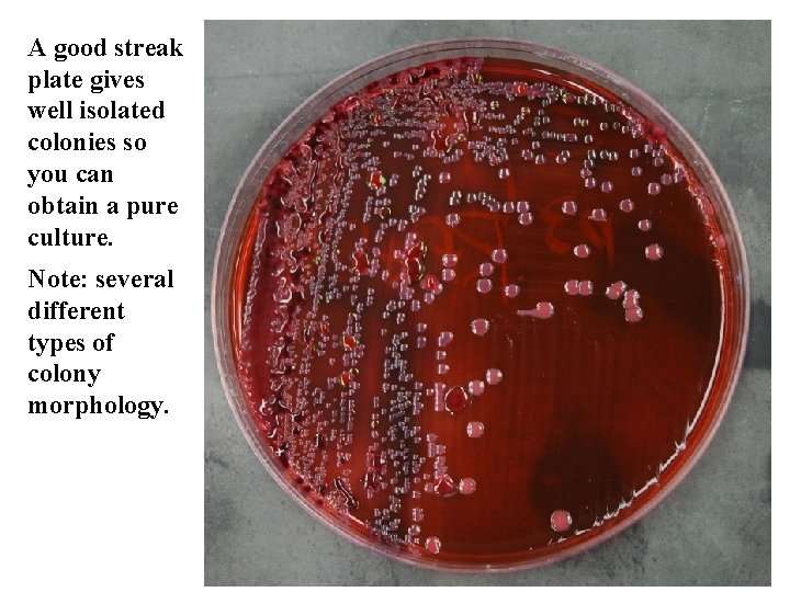 A good streak plate gives well isolated colonies so you can obtain a pure
