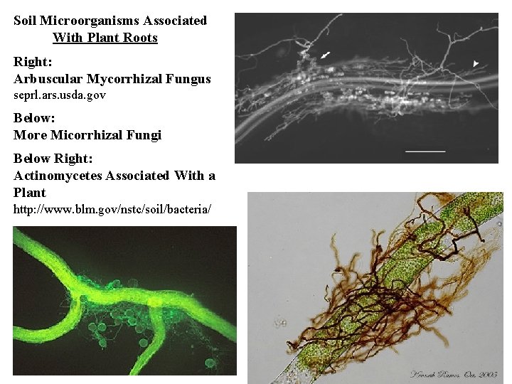Soil Microorganisms Associated With Plant Roots Right: Arbuscular Mycorrhizal Fungus seprl. ars. usda. gov