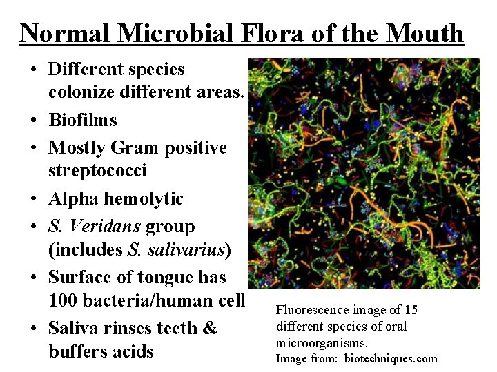 Normal Microbial Flora of the Mouth • Different species colonize different areas. • •