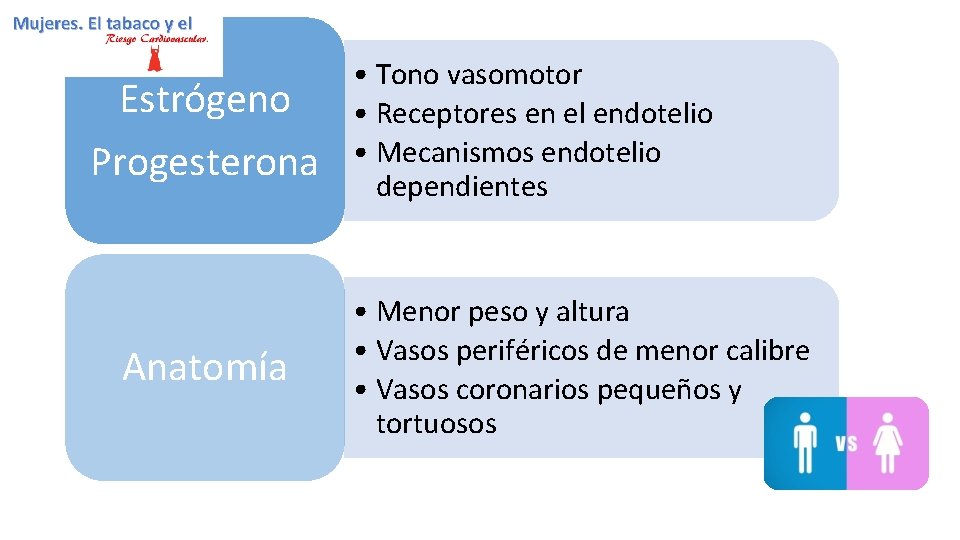 Estrógeno Progesterona Anatomía • Tono vasomotor • Receptores en el endotelio • Mecanismos endotelio