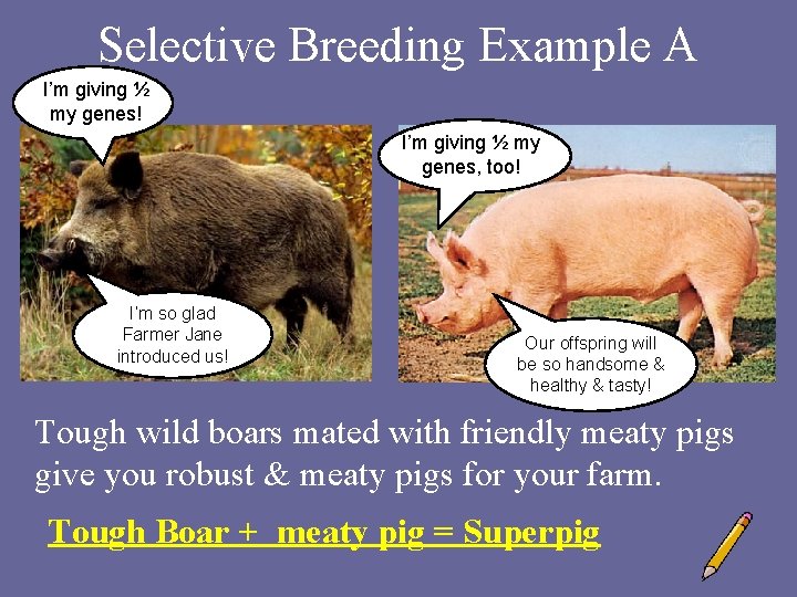 Selective Breeding Example A I’m giving ½ my genes! I’m giving ½ my genes,