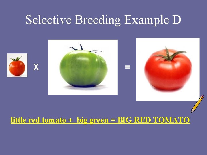 Selective Breeding Example D X = little red tomato + big green = BIG