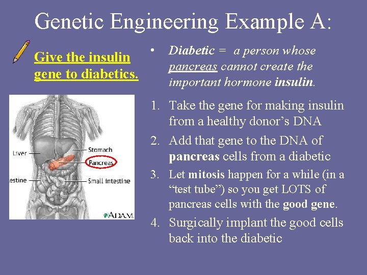 Genetic Engineering Example A: Give the insulin gene to diabetics. • Diabetic = a