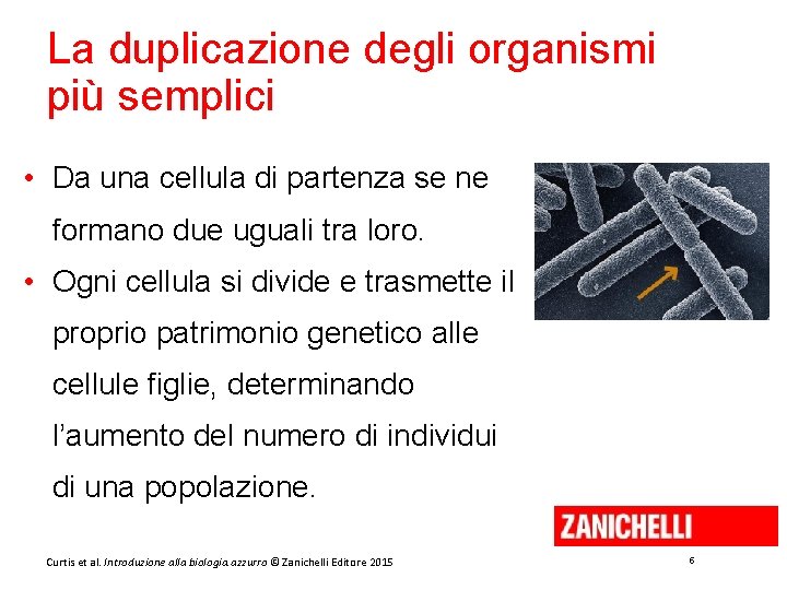 La duplicazione degli organismi più semplici • Da una cellula di partenza se ne