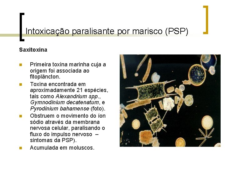 Intoxicação paralisante por marisco (PSP) Saxitoxina n n Primeira toxina marinha cuja a origem