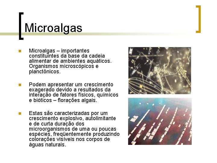 Microalgas n Microalgas – importantes constituintes da base da cadeia alimentar de ambientes aquáticos.