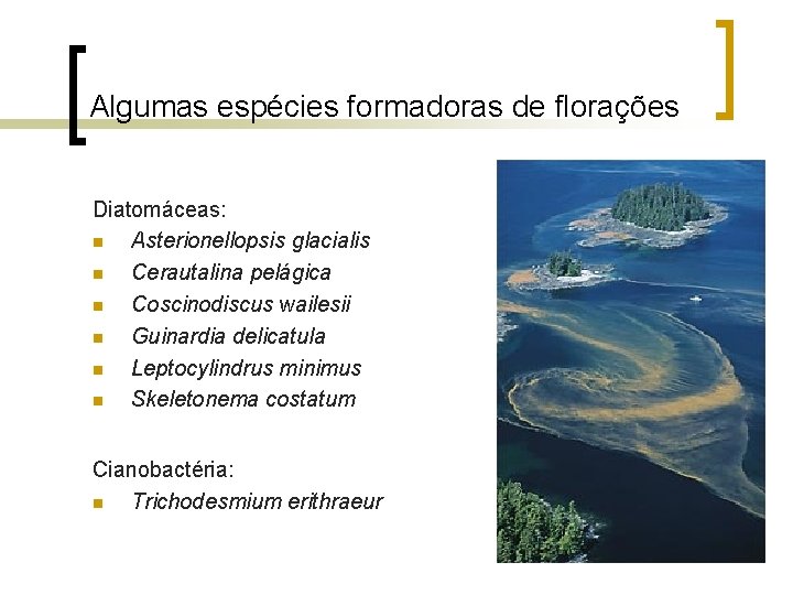 Algumas espécies formadoras de florações Diatomáceas: n Asterionellopsis glacialis n Cerautalina pelágica n Coscinodiscus