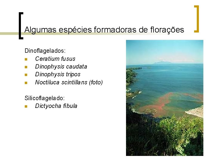 Algumas espécies formadoras de florações Dinoflagelados: n Ceratium fusus n Dinophysis caudata n Dinophysis