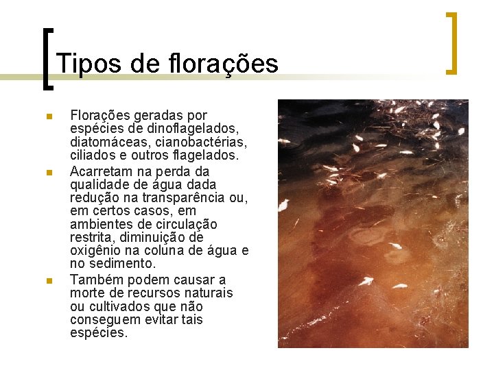 Tipos de florações n n n Florações geradas por espécies de dinoflagelados, diatomáceas, cianobactérias,