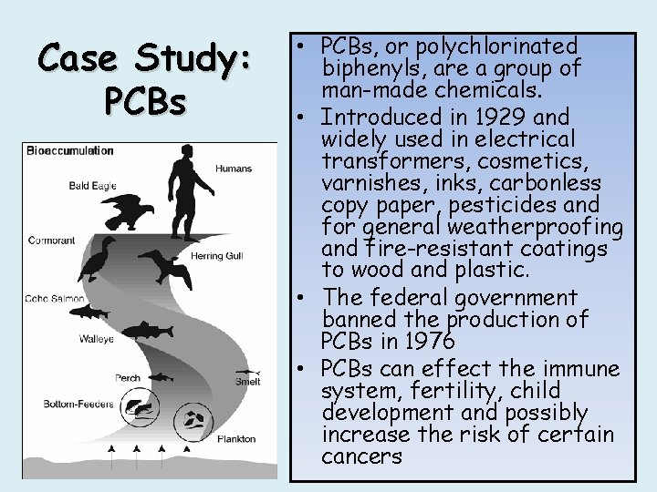 Case Study: PCBs • PCBs, or polychlorinated biphenyls, are a group of man-made chemicals.