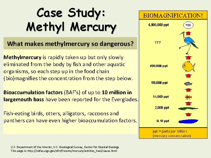 Case Study: Methyl Mercury What makes methylmercury so dangerous? Methylmercury is rapidly taken up
