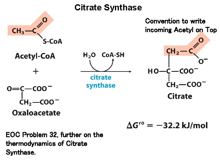 Citrate Synthase Convention to write incoming Acetyl on Top EOC Problem 32, further on