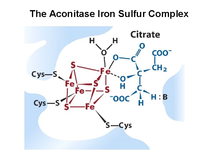 The Aconitase Iron Sulfur Complex 