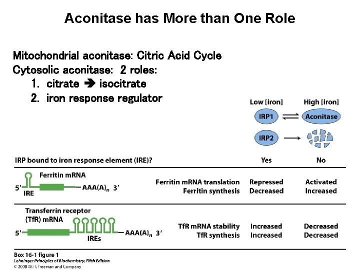 Aconitase has More than One Role Mitochondrial aconitase: Citric Acid Cycle Cytosolic aconitase: 2