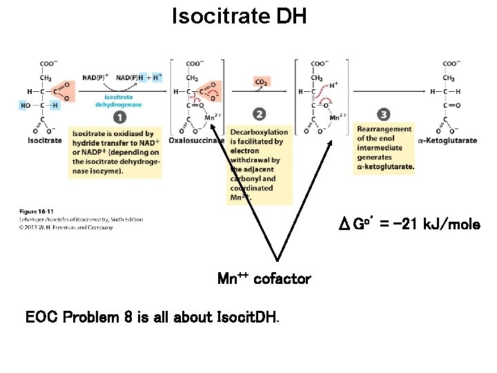 Isocitrate DH ΔGo’ = -21 k. J/mole Mn++ cofactor EOC Problem 8 is all