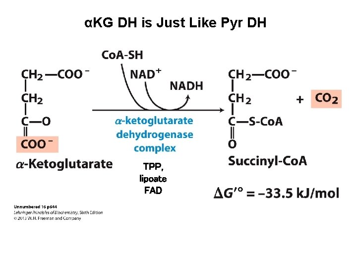 αKG DH is Just Like Pyr DH TPP, lipoate FAD 
