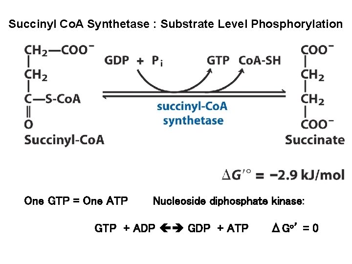 Succinyl Co. A Synthetase : Substrate Level Phosphorylation One GTP = One ATP Nucleoside