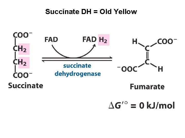 Succinate DH = Old Yellow 