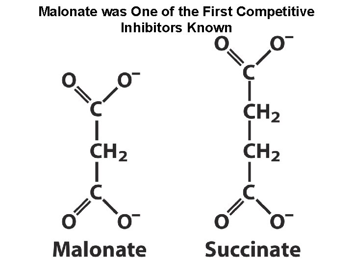 Malonate was One of the First Competitive Inhibitors Known 