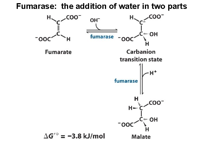 Fumarase: the addition of water in two parts 