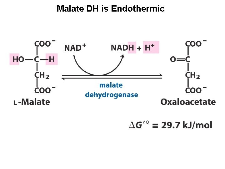 Malate DH is Endothermic 