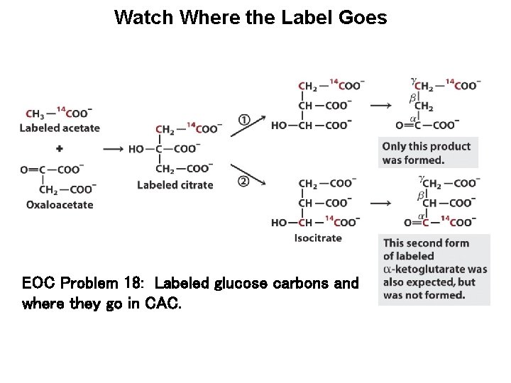 Watch Where the Label Goes EOC Problem 18: Labeled glucose carbons and where they