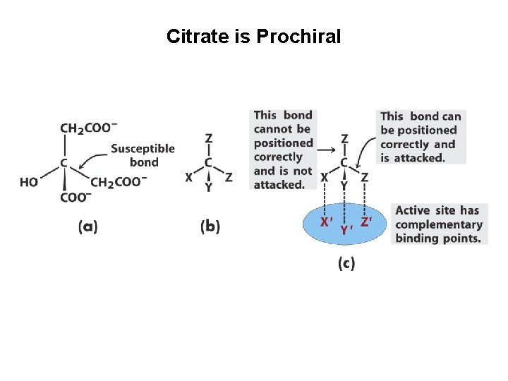 Citrate is Prochiral 