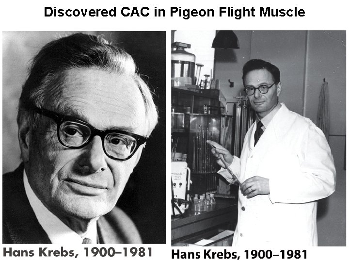 Discovered CAC in Pigeon Flight Muscle 