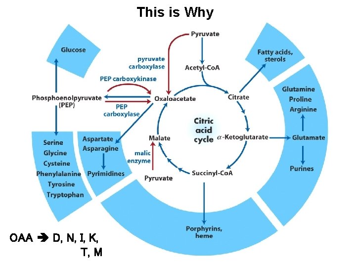 This is Why OAA D, N, I, K, T, M 