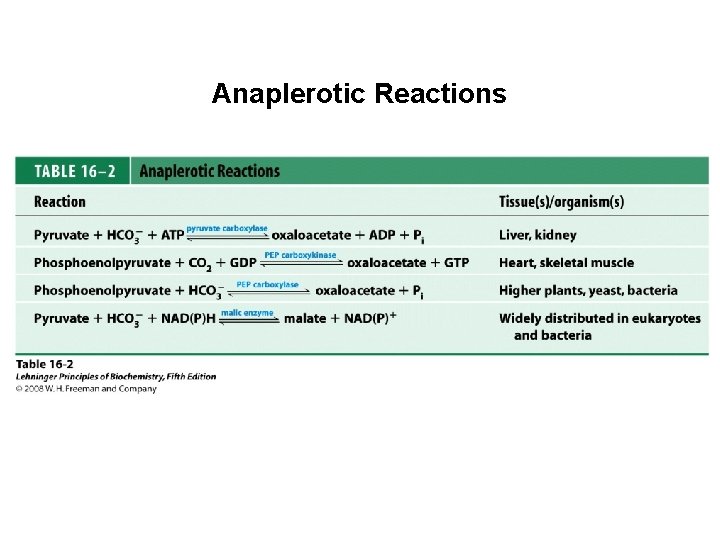 Anaplerotic Reactions 