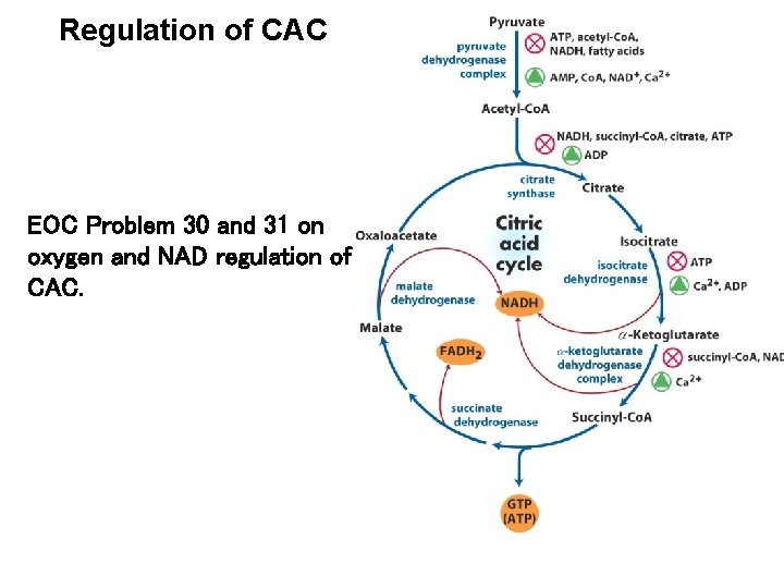 Regulation of CAC EOC Problem 30 and 31 on oxygen and NAD regulation of