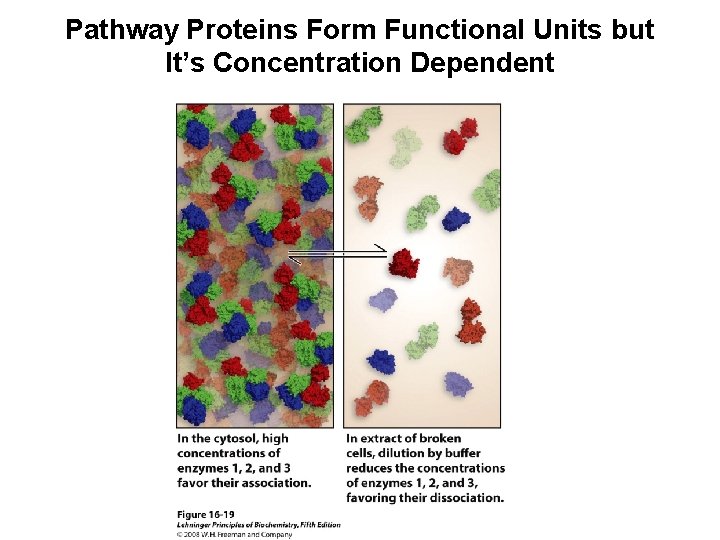 Pathway Proteins Form Functional Units but It’s Concentration Dependent 