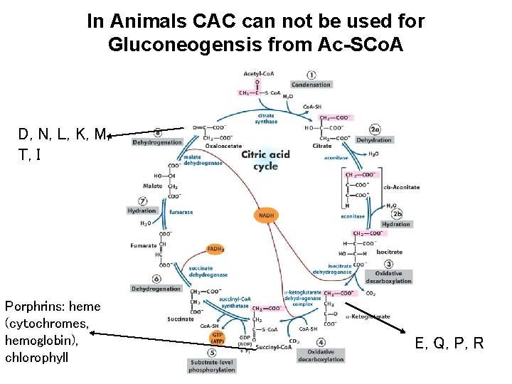 In Animals CAC can not be used for Gluconeogensis from Ac-SCo. A D, N,