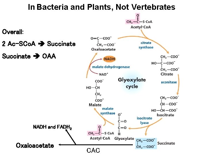In Bacteria and Plants, Not Vertebrates Overall: 2 Ac-SCo. A Succinate OAA NADH and