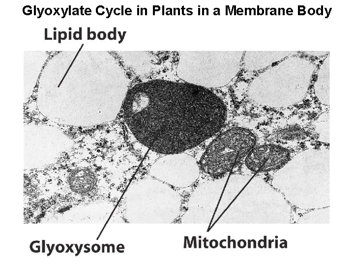 Glyoxylate Cycle in Plants in a Membrane Body 